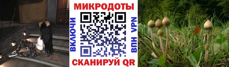 Псилоцибиновые грибы Cubensis  Купить где  Заводоуковск 
